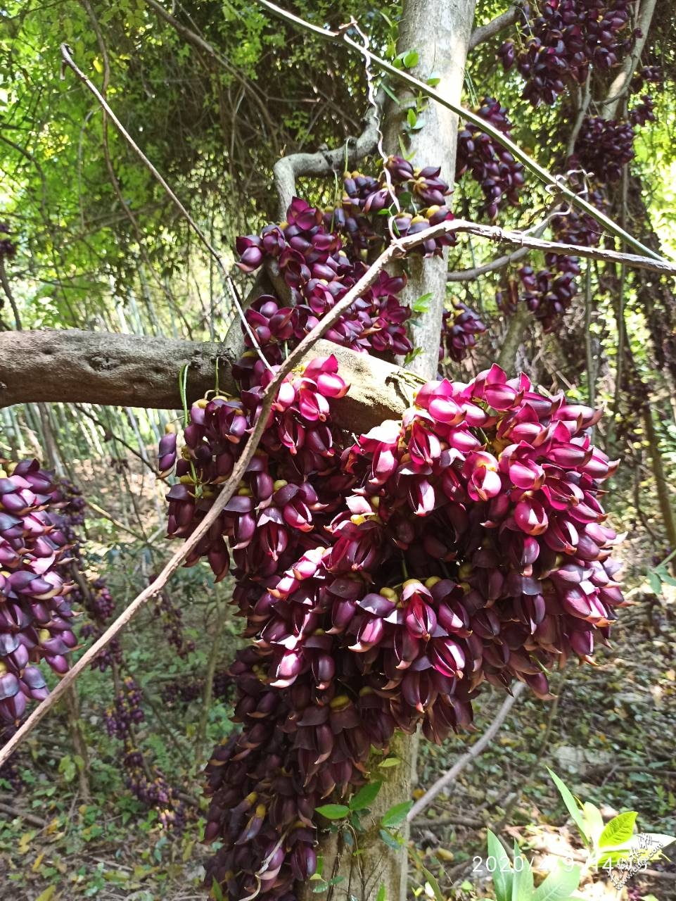 赤壁紫藤谷图片
